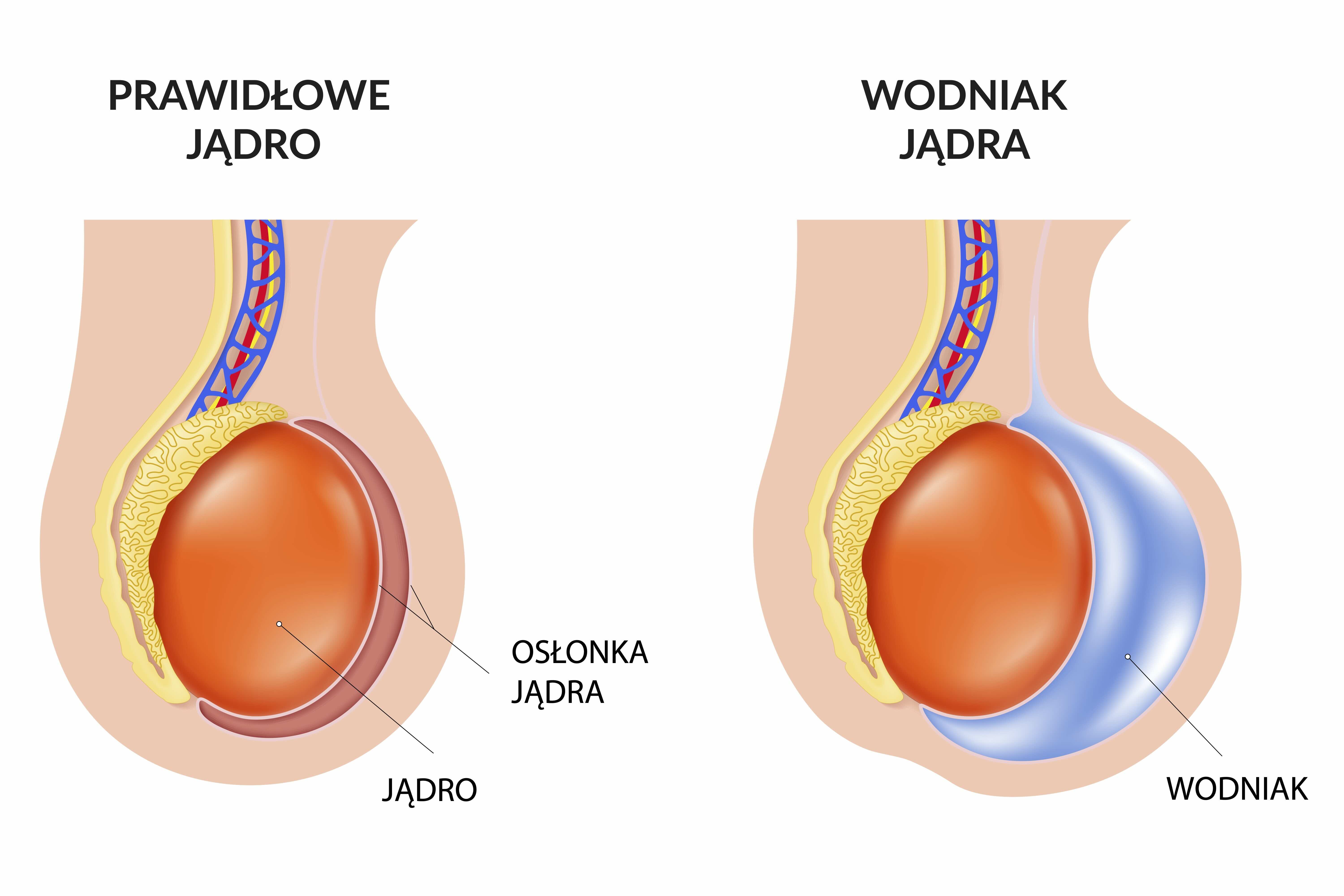 WODNIAK JADRA ANATOMIA - Veritamed   .jpg